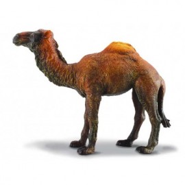 DROMEDARIO