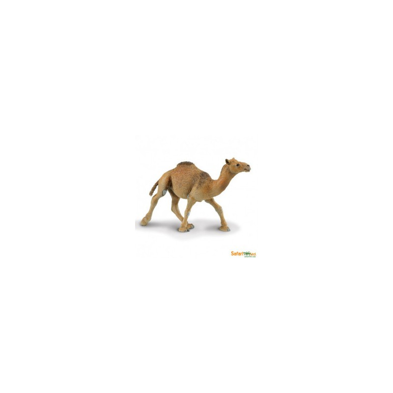 DROMEDARIO