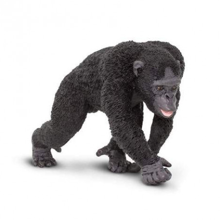 CHIMPANCE