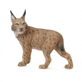LINCE