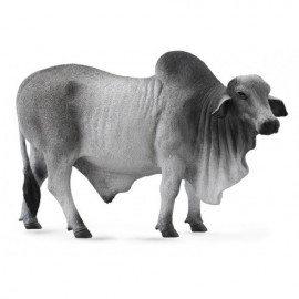 TORO BRAHMAN